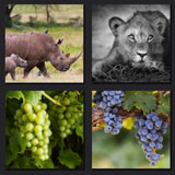 4 pics 1 movie, grapes, jungle animals