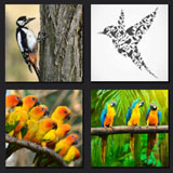 woodpecker, birds
